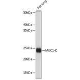 Western Blot - Anti-MUC1 Antibody [ARC0352] (A309097) - Antibodies.com