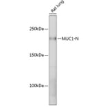 Western Blot - Anti-MUC1 Antibody [ARC0352] (A309097) - Antibodies.com