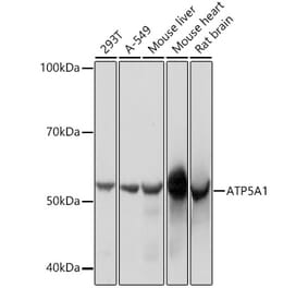Western Blot - Anti-ATP5A Antibody [ARC0549] (A309098) - Antibodies.com