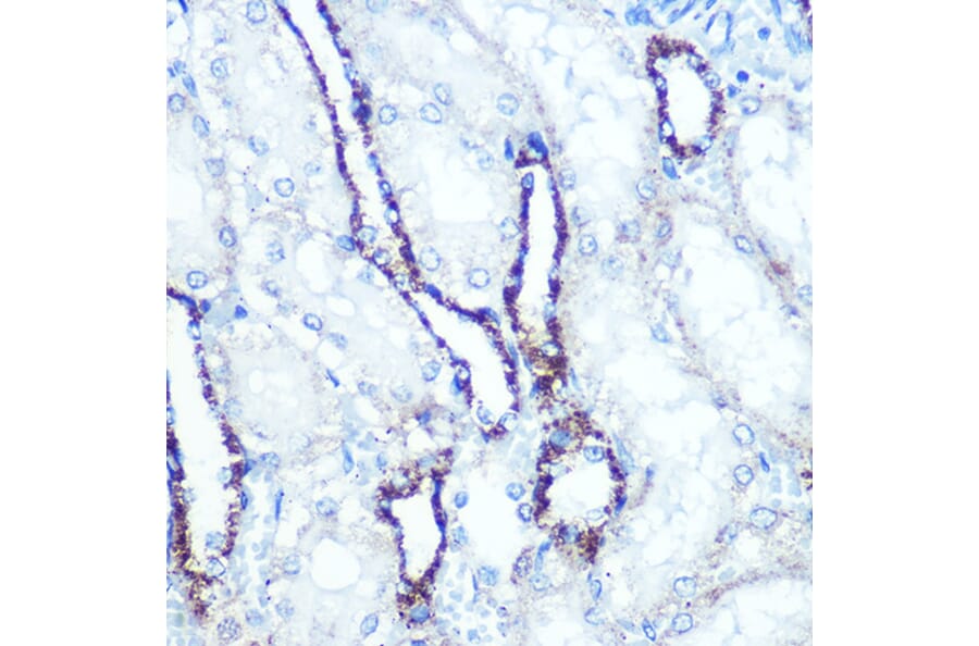 Immunohistochemistry - Anti-ATP5A Antibody [ARC0549] (A309098) - Antibodies.com