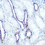 Immunohistochemistry - Anti-ATP5A Antibody [ARC0549] (A309098) - Antibodies.com