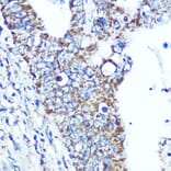 Immunohistochemistry - Anti-ATP5A Antibody [ARC0549] (A309098) - Antibodies.com