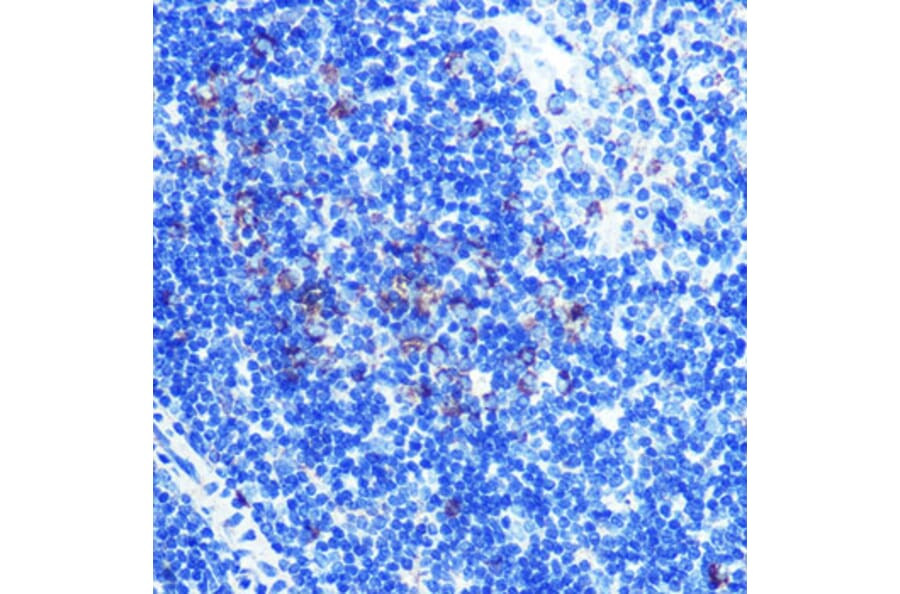 Immunohistochemistry - Anti-ATP5A Antibody [ARC0549] (A309098) - Antibodies.com