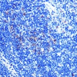 Immunohistochemistry - Anti-ATP5A Antibody [ARC0549] (A309098) - Antibodies.com