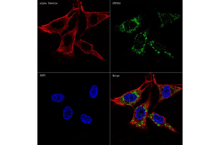 Immunofluorescence - Anti-ATP5A Antibody [ARC0549] (A309098) - Antibodies.com