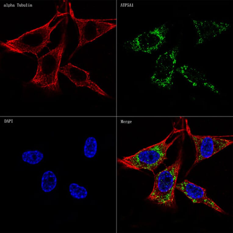 Immunofluorescence - Anti-ATP5A Antibody [ARC0549] (A309098) - Antibodies.com