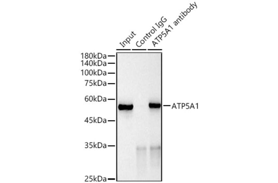 Western Blot - Anti-ATP5A Antibody [ARC0549] (A309098) - Antibodies.com