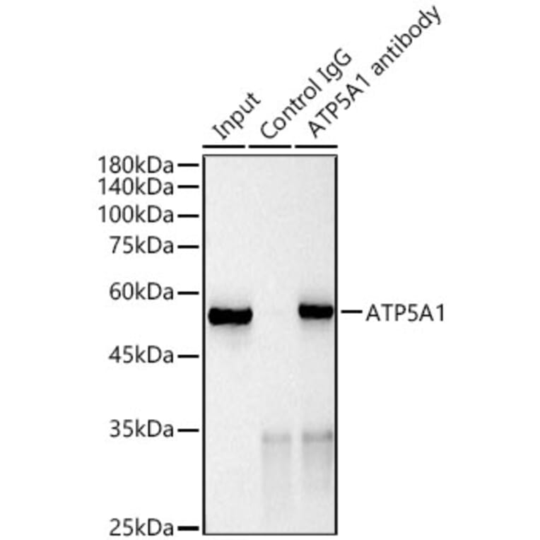 Western Blot - Anti-ATP5A Antibody [ARC0549] (A309098) - Antibodies.com