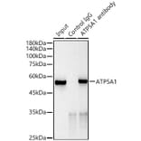 Western Blot - Anti-ATP5A Antibody [ARC0549] (A309098) - Antibodies.com