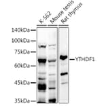 Western Blot - Anti-YTHDF1 Antibody (A309101) - Antibodies.com