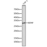 Western Blot - Anti-BDNF Antibody [ARC0303] (A309102) - Antibodies.com