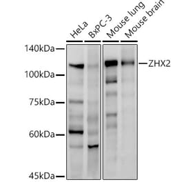 Western Blot - Anti-ZHX2 Antibody [ARC2826] (A309103) - Antibodies.com