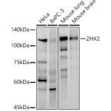 Western Blot - Anti-ZHX2 Antibody [ARC2826] (A309103) - Antibodies.com