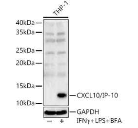 Western Blot - Anti-IP10 Antibody (A309104) - Antibodies.com