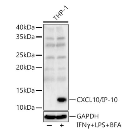 Western Blot - Anti-IP10 Antibody (A309104) - Antibodies.com