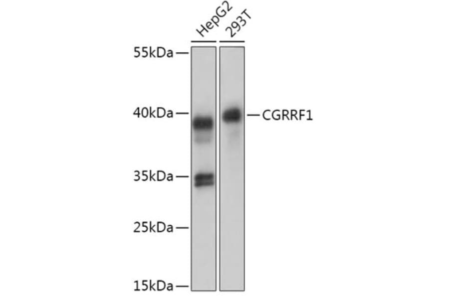 Western Blot - Anti-CGRRF1 Antibody (A309106) - Antibodies.com