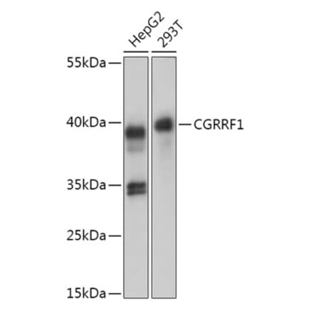 Western Blot - Anti-CGRRF1 Antibody (A309106) - Antibodies.com