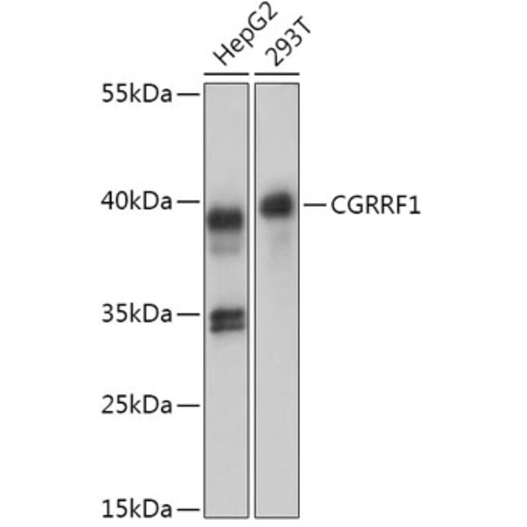 Western Blot - Anti-CGRRF1 Antibody (A309106) - Antibodies.com
