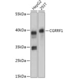 Western Blot - Anti-CGRRF1 Antibody (A309106) - Antibodies.com