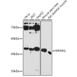 Western Blot - Anti-MNK1 Antibody (A309108) - Antibodies.com