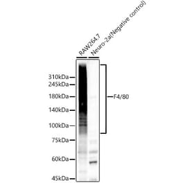 Western Blot - Anti-F4/80 Antibody (A309109) - Antibodies.com