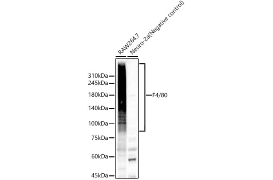 Western Blot - Anti-F4/80 Antibody (A309109) - Antibodies.com