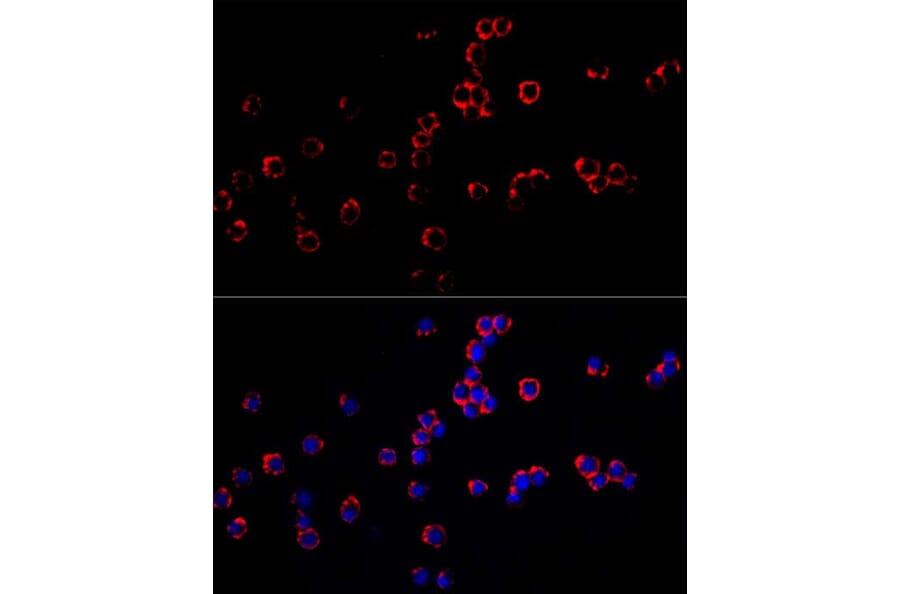 Immunofluorescence - Anti-F4/80 Antibody (A309109) - Antibodies.com