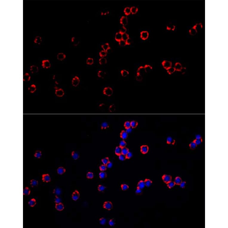 Immunofluorescence - Anti-F4/80 Antibody (A309109) - Antibodies.com