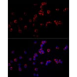 Immunofluorescence - Anti-F4/80 Antibody (A309109) - Antibodies.com