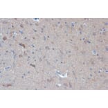 Immunohistochemistry - Anti-Raptor Antibody [ARC1375] (A309112) - Antibodies.com