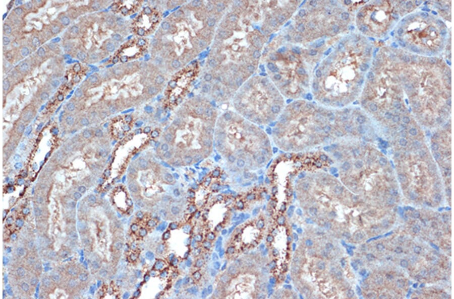 Immunohistochemistry - Anti-Raptor Antibody [ARC1375] (A309112) - Antibodies.com