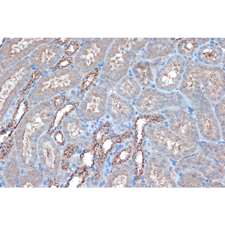 Immunohistochemistry - Anti-Raptor Antibody [ARC1375] (A309112) - Antibodies.com