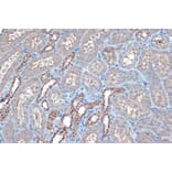 Immunohistochemistry - Anti-Raptor Antibody [ARC1375] (A309112) - Antibodies.com