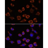 Immunofluorescence - Anti-RPL35 Antibody (A309114) - Antibodies.com