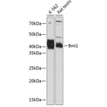 Western Blot - Anti-Bmi1 Antibody [ARC0376] (A309116) - Antibodies.com
