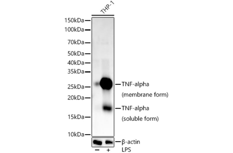 Western Blot - Anti-TNF alpha Antibody (A309117) - Antibodies.com