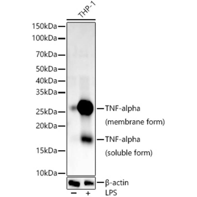 Western Blot - Anti-TNF alpha Antibody (A309117) - Antibodies.com