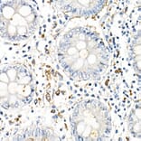 Immunohistochemistry - Anti-TNF alpha Antibody (A309118) - Antibodies.com