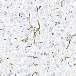 Immunohistochemistry - Anti-TNF alpha Antibody (A309118) - Antibodies.com
