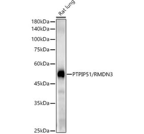 Western Blot - Anti-PTPIP51 Antibody [ARC54933] (A309120) - Antibodies.com