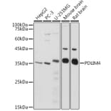 Western Blot - Anti-RIL Antibody (A309127) - Antibodies.com