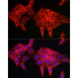 Immunofluorescence - Anti-RIL Antibody (A309127) - Antibodies.com