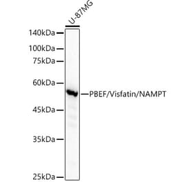 Western Blot - Anti-Visfatin Antibody [ARC53731] (A309128) - Antibodies.com