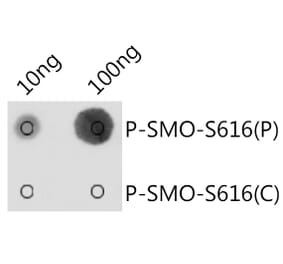 Dot Blot - Anti-Smoothened (phospho Ser616) Antibody (A309129) - Antibodies.com