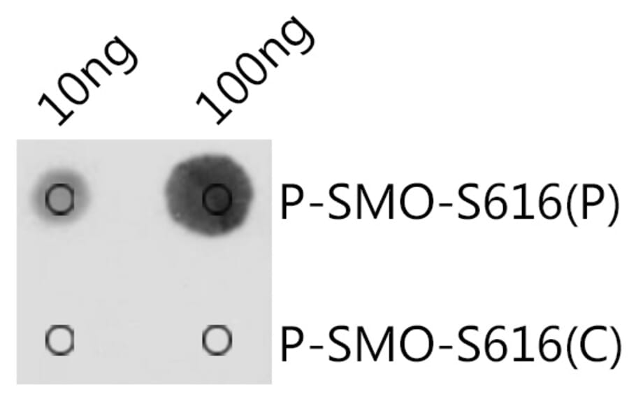Dot Blot - Anti-Smoothened (phospho Ser616) Antibody (A309129) - Antibodies.com