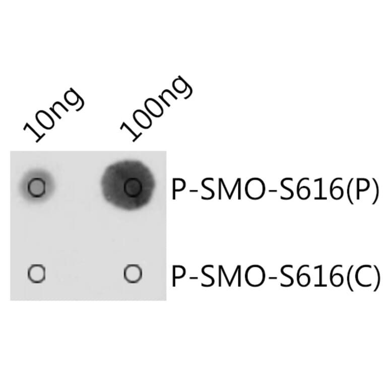 Dot Blot - Anti-Smoothened (phospho Ser616) Antibody (A309129) - Antibodies.com