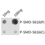 Dot Blot - Anti-Smoothened (phospho Ser616) Antibody (A309129) - Antibodies.com