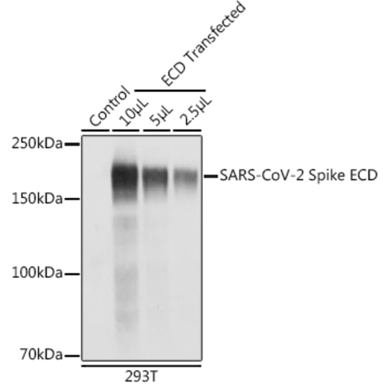 Western Blot - Anti-SARS-CoV-2 Spike Glycoprotein ECD Antibody (A309130) - Antibodies.com