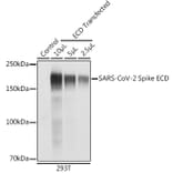 Western Blot - Anti-SARS-CoV-2 Spike Glycoprotein ECD Antibody (A309130) - Antibodies.com