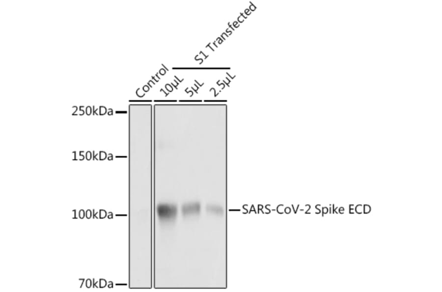 Western Blot - Anti-SARS-CoV-2 Spike Glycoprotein ECD Antibody (A309130) - Antibodies.com